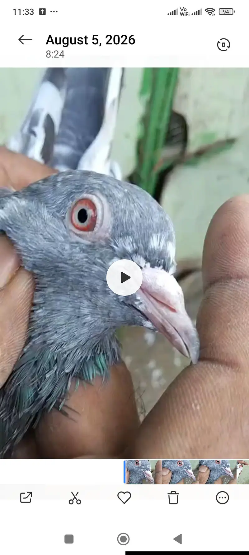tadi pigeons — photo 4