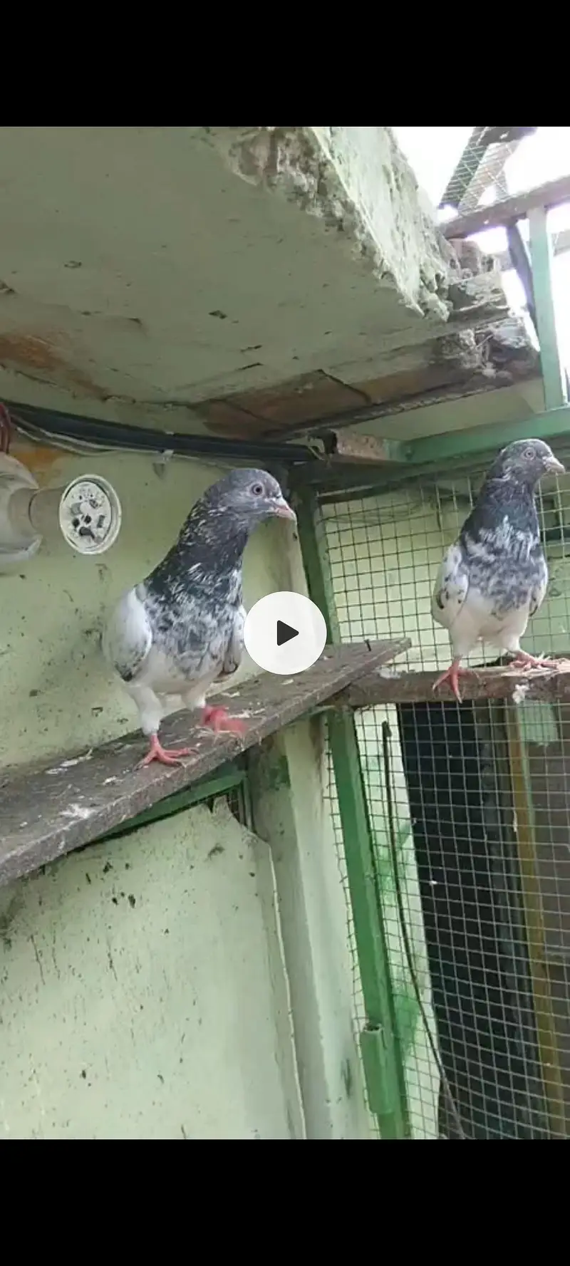 tadi pigeons — photo 5