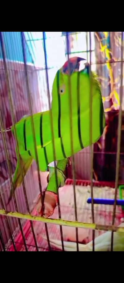 ringneck handtem o bite female