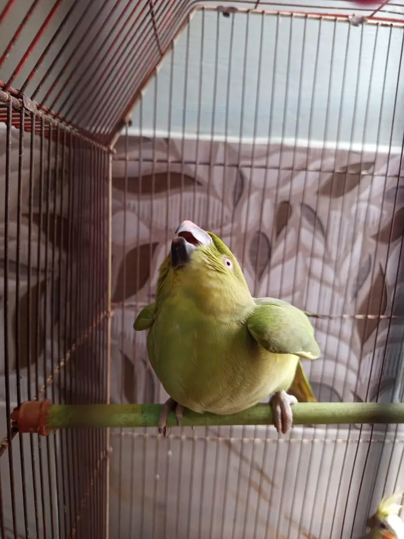 ringneck handtem o bite female — photo 3