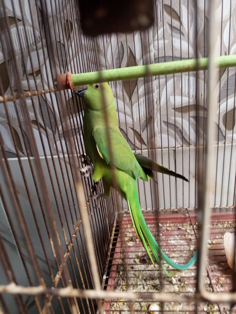 ringneck handtem o bite female — photo 7