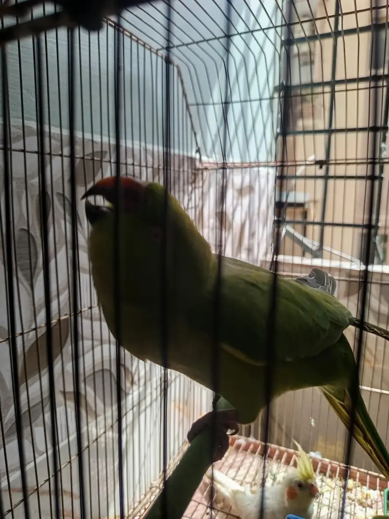 ringneck handtem o bite female — photo 8