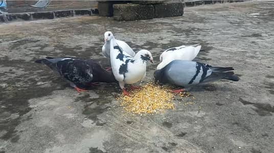 Kaboutar Ghr ki Breed