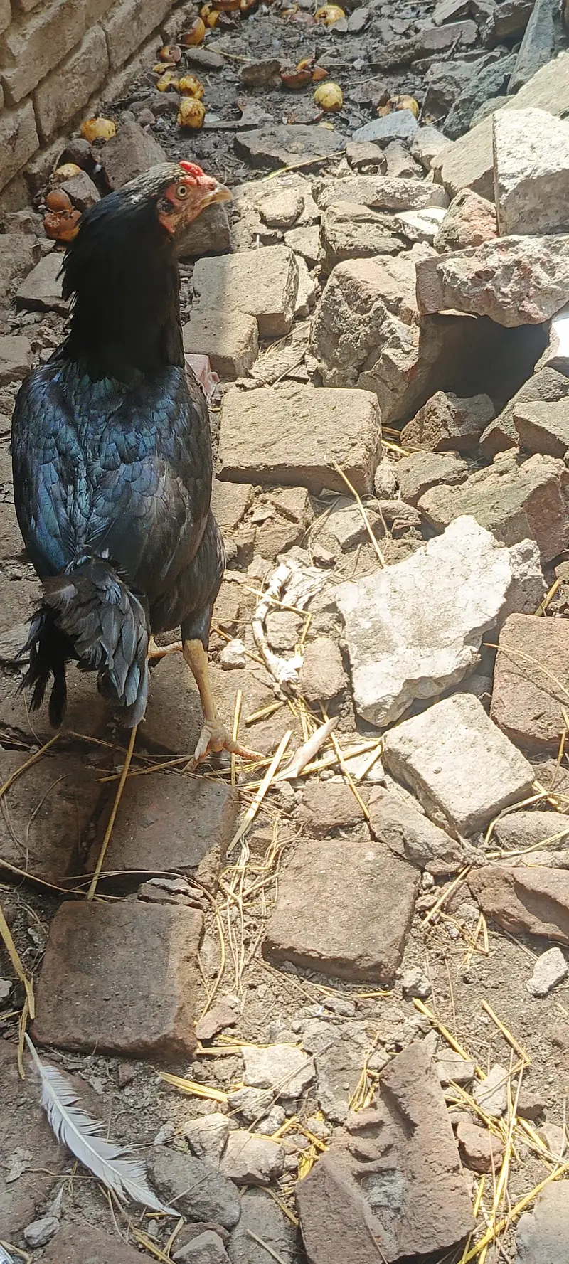 kurak asiel murgeyan 3 pise han par pes 4000 ha pki kurak han — photo 7