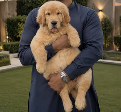 Golden Retriever Microchip Pedigree Puppy