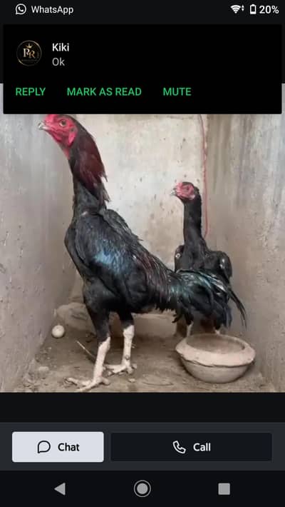 thai pokaya x female japanese chicks