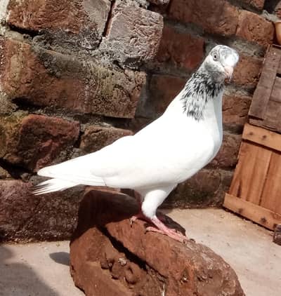 Sialkoti Jonsere Female pigeon