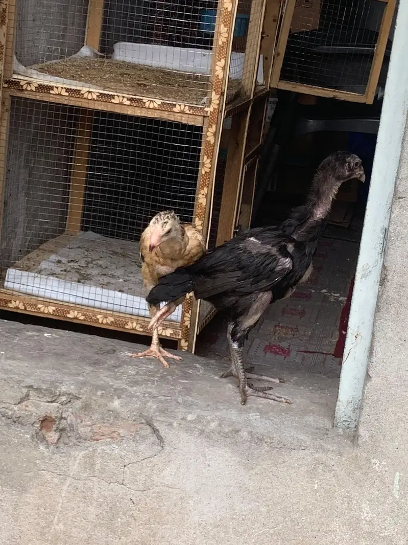 thai pokaya x female japanese chicks — photo 2