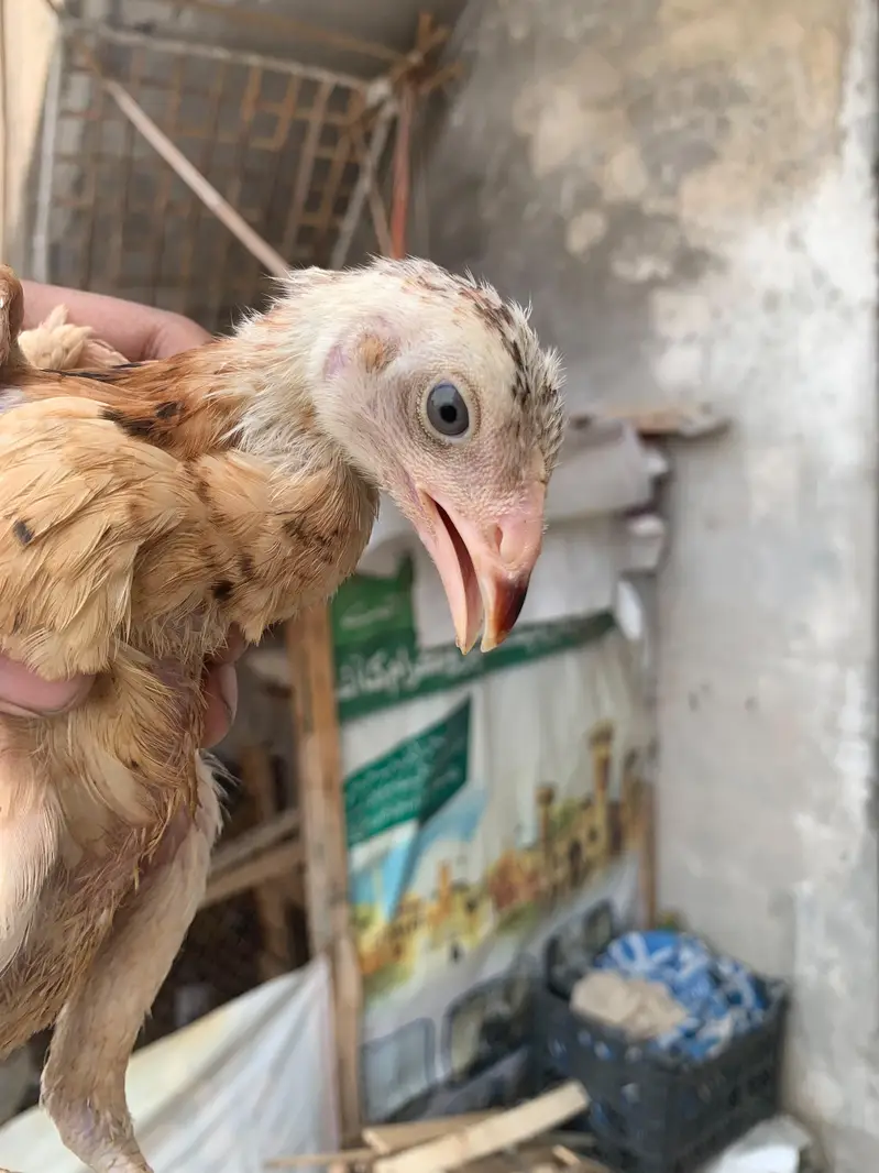 thai pokaya x female japanese chicks — photo 3
