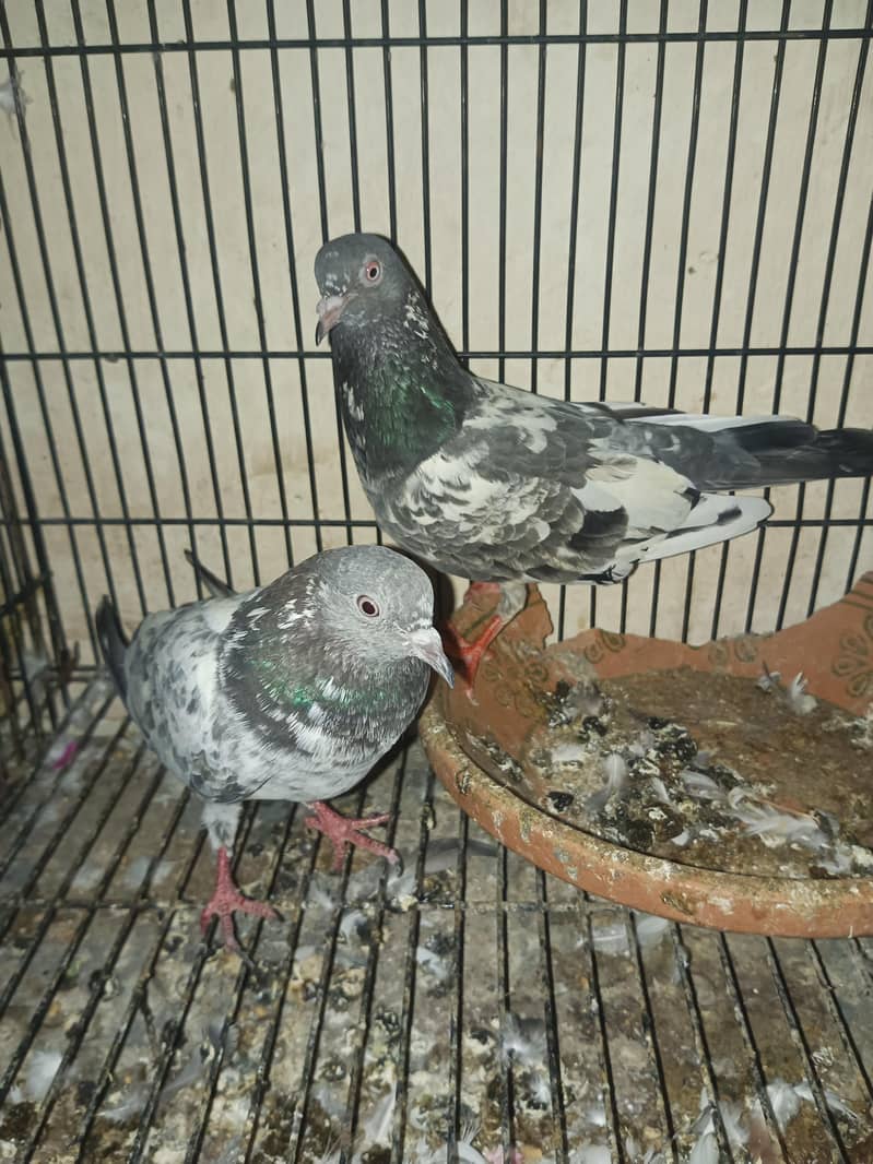 pair for sell 1