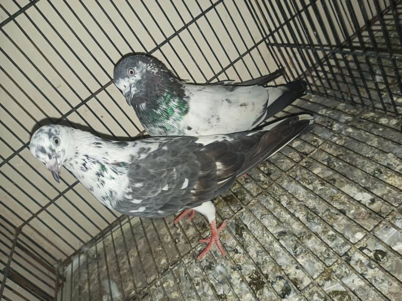 pair for sell 2
