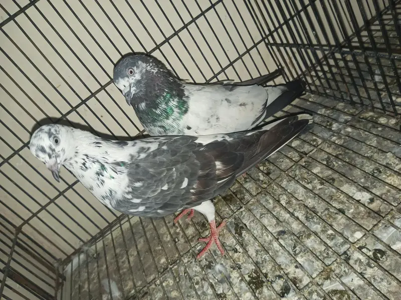 pair for sell — photo 3
