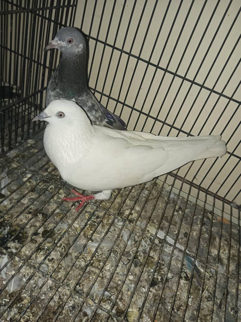 pair for sell 3