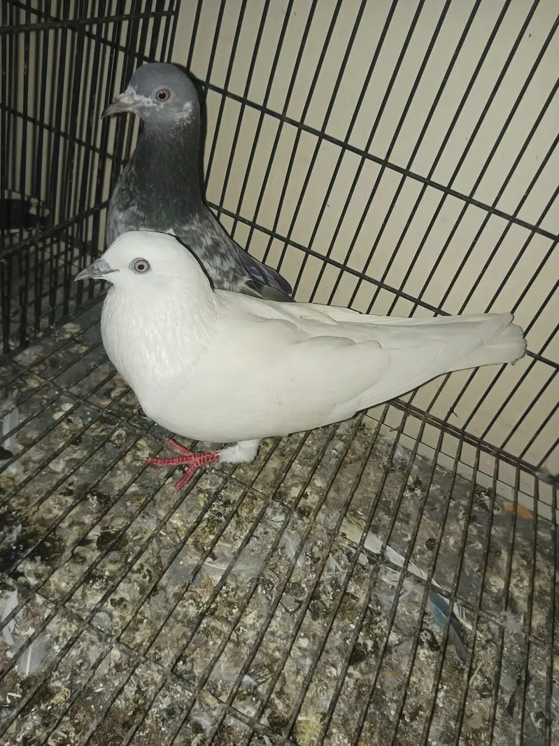 pair for sell — photo 4
