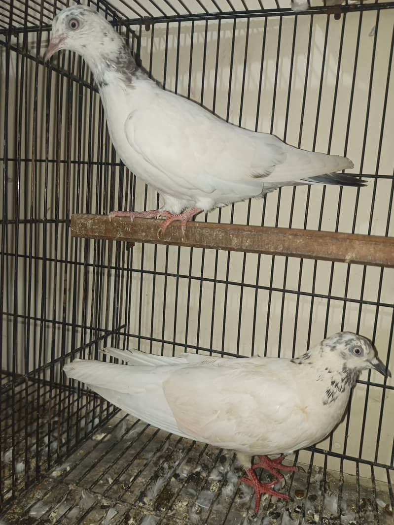 pair for sell 4