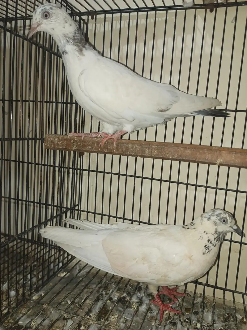 pair for sell — photo 5