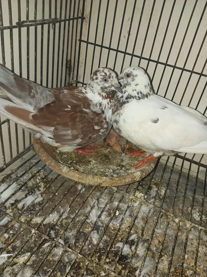 pair for sell — photo 6