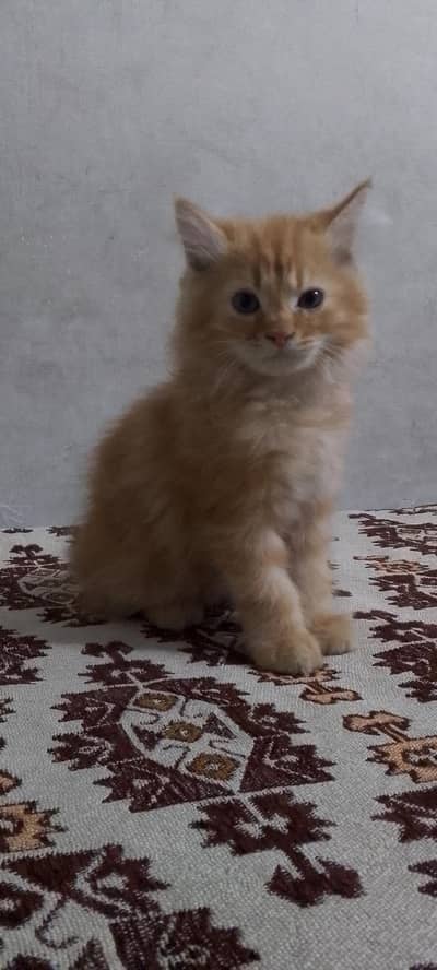 Persian male kitten