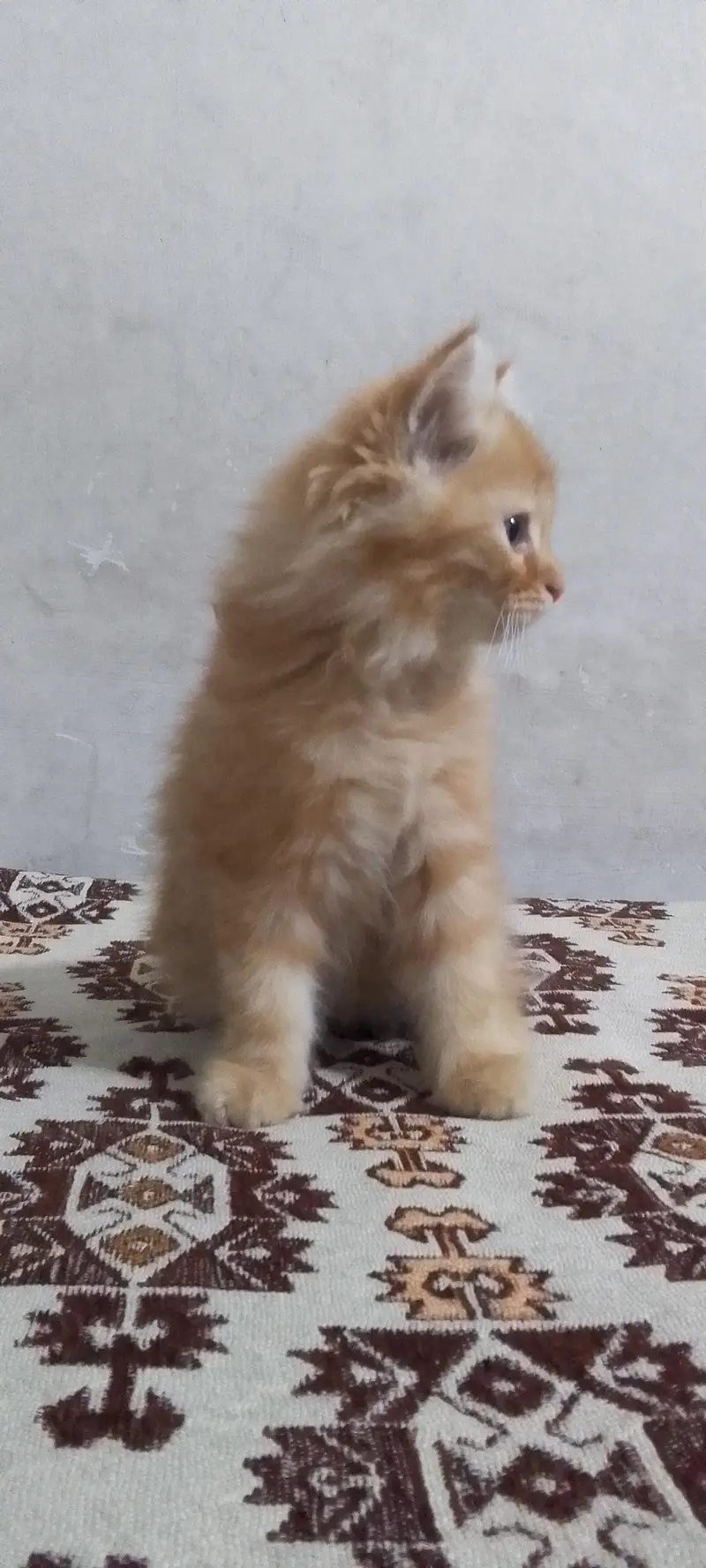 Persian male kitten — photo 2