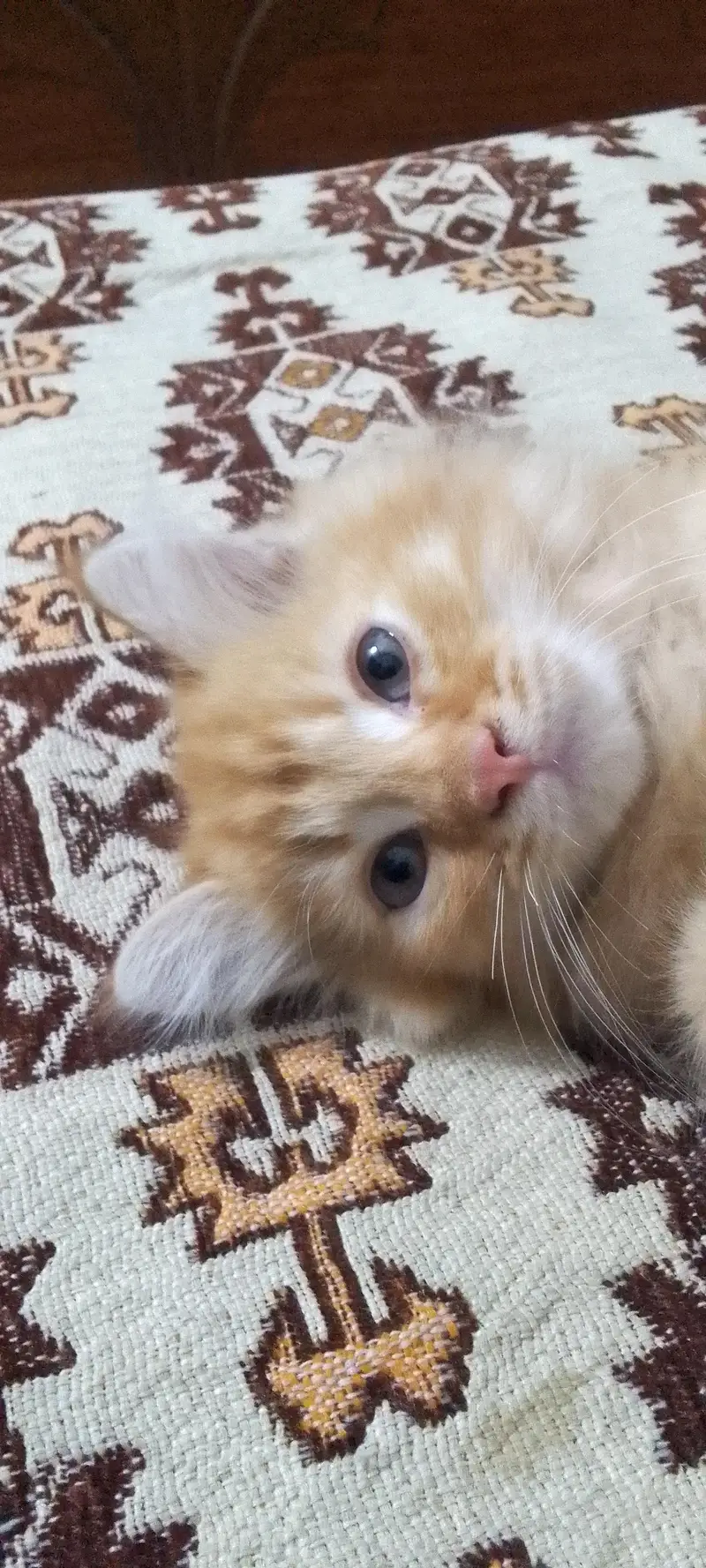 Persian male kitten — photo 3