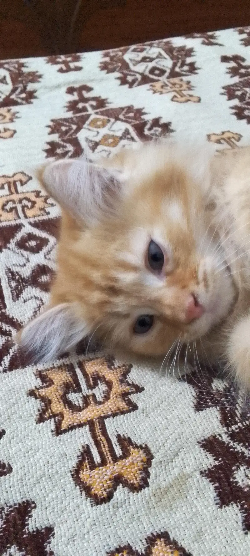 Persian male kitten — photo 4