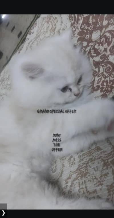 Doll face male Persian Kitten+Cage+LitterBox+food acce+a special offer