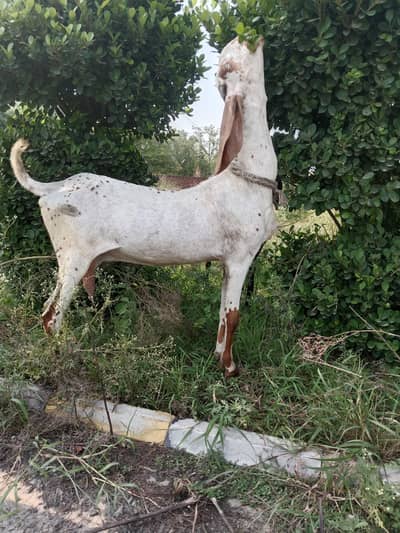 makhi cheeni cross bakri 1 month ki cross gaban goat exchange hosaktih