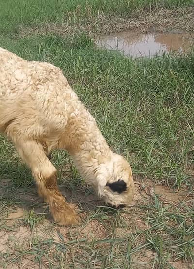 D face mundri sheep lakhi with female kid