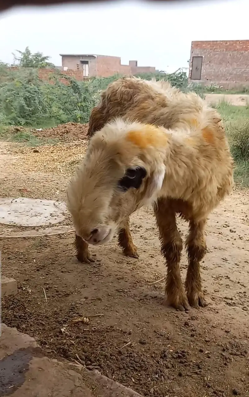 D face mundri sheep lakhi with female kid — photo 2