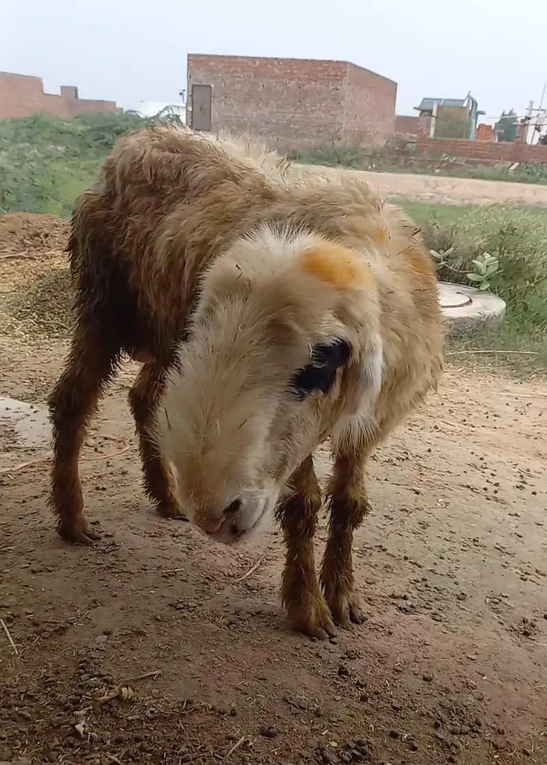 D face mundri sheep lakhi with female kid — photo 3