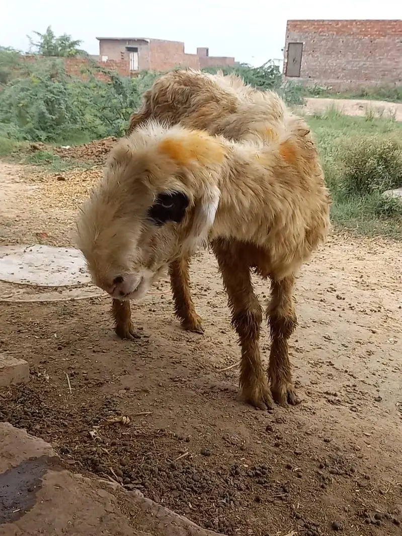 D face mundri sheep lakhi with female kid — photo 4