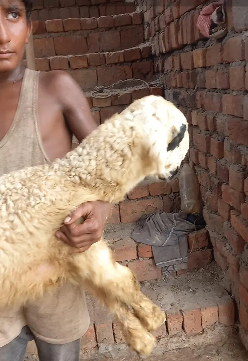 D face mundri sheep lakhi with female kid — photo 5