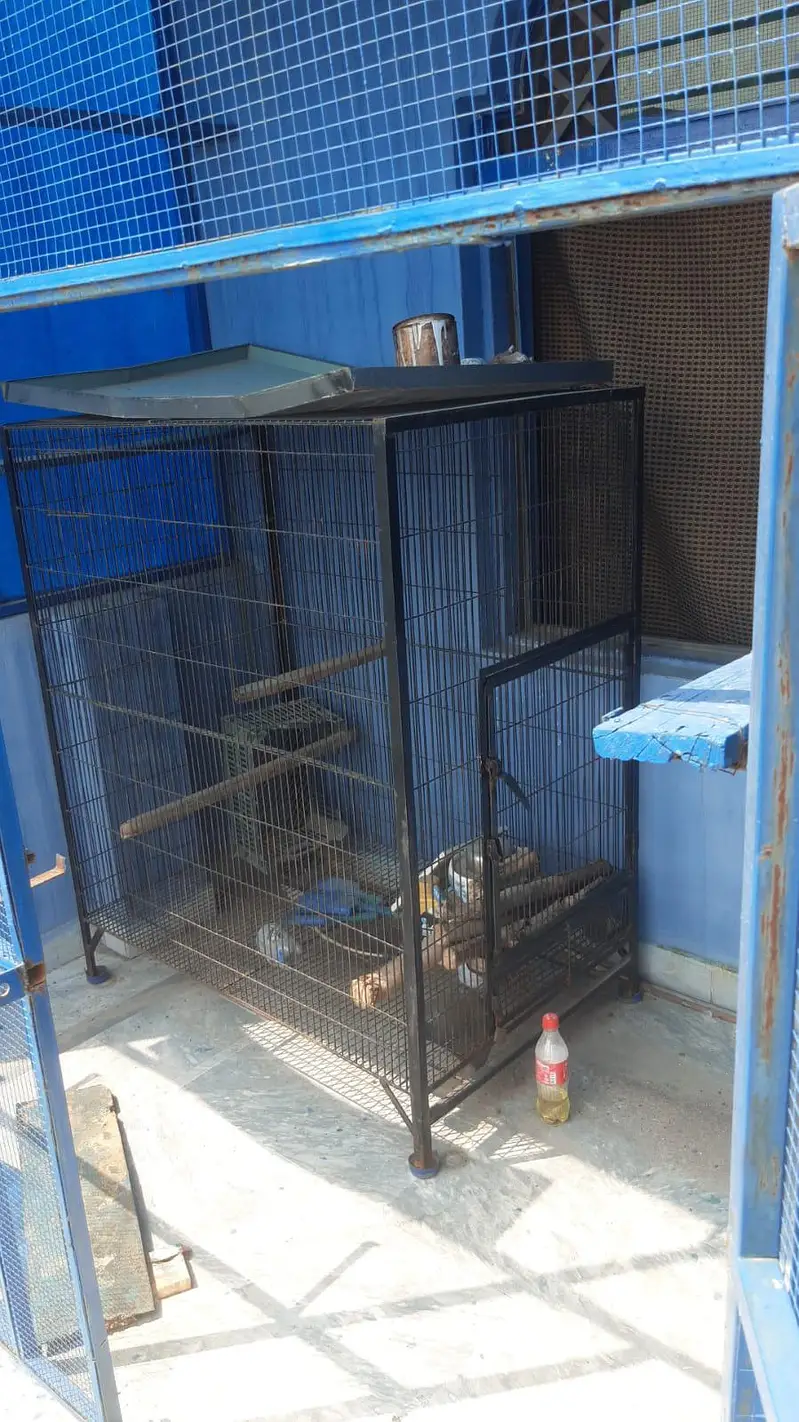 iron cages — photo 2