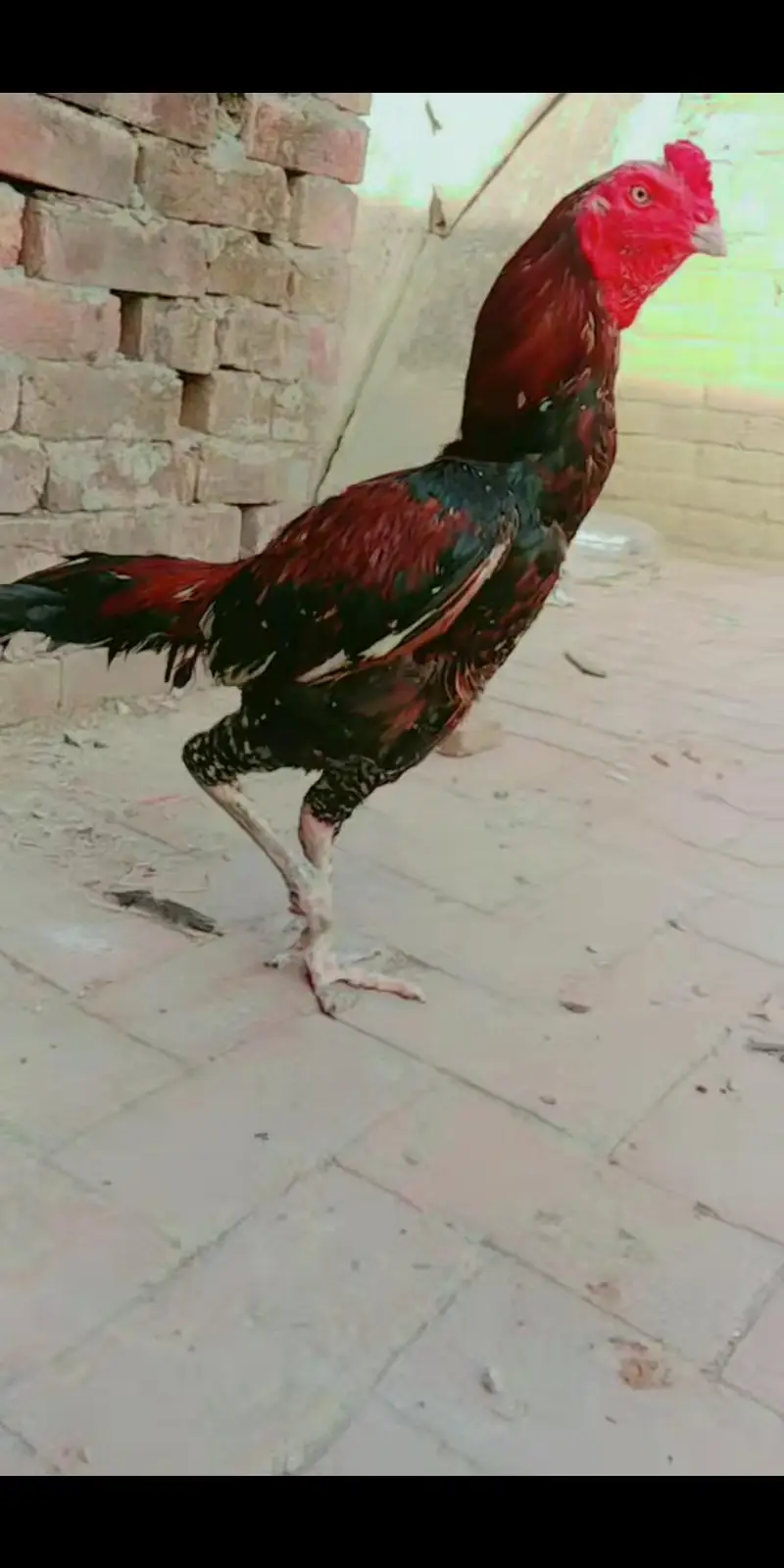 aseel viat — photo 3