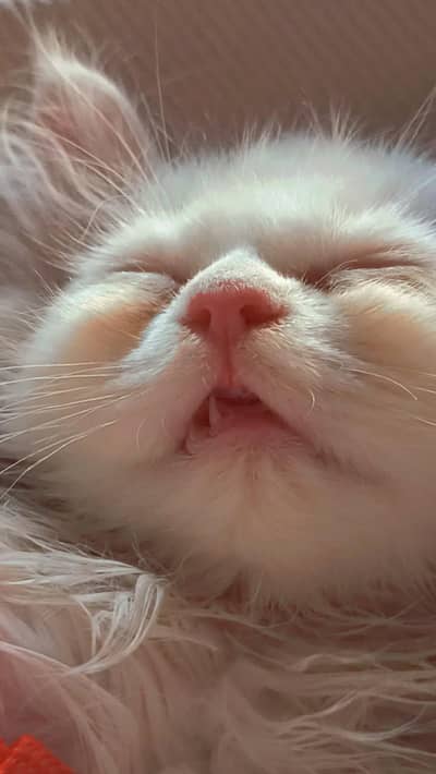 Persian Punch Face Triple Coat Female Kitten