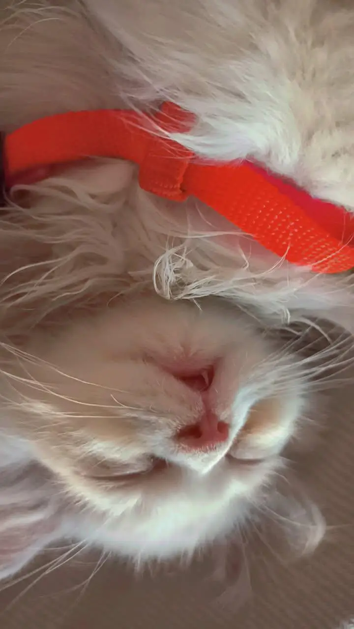 Persian Punch Face Triple Coat Female Kitten — photo 2