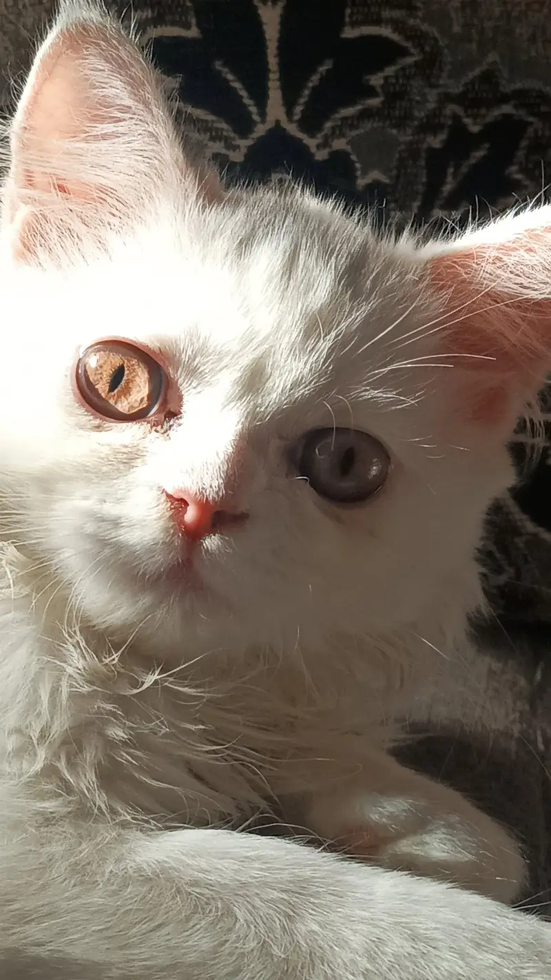 Persian Punch Face Triple Coat Female Kitten — photo 3