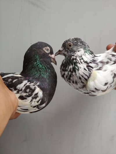 pair for sale. .