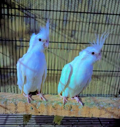 Eno Red Eyes Cocktails Canform Breeder Pair Available For Sale