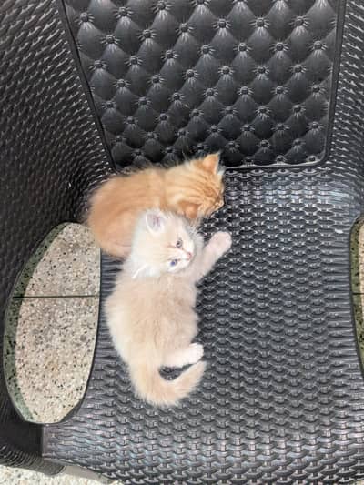 home Persian cats