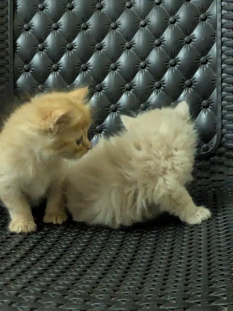 home Persian cats — photo 2