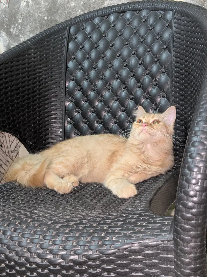 home Persian cats — photo 3