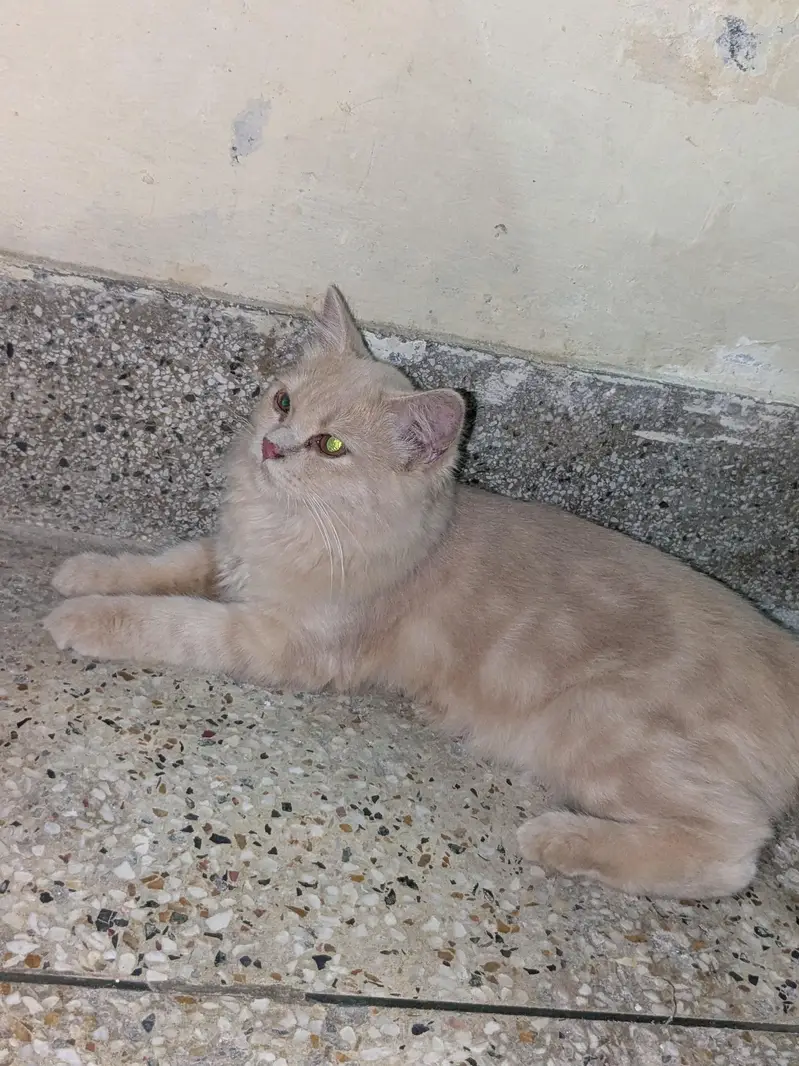 home Persian cats — photo 4