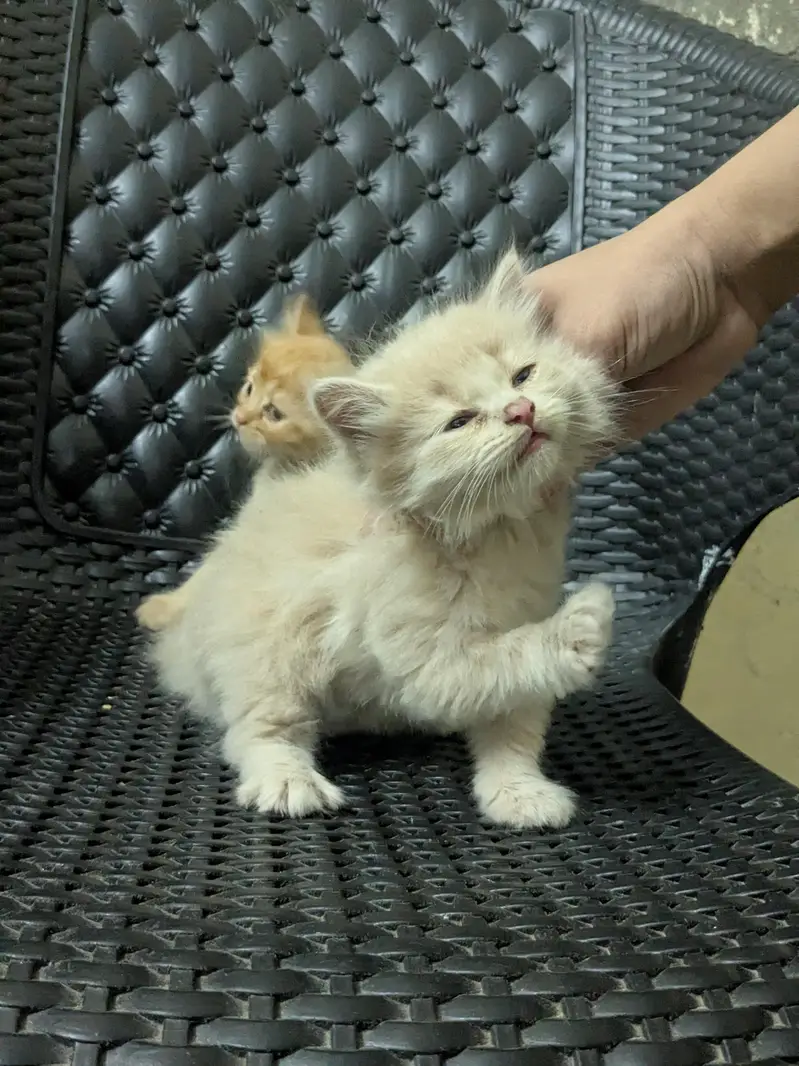 home Persian cats — photo 5
