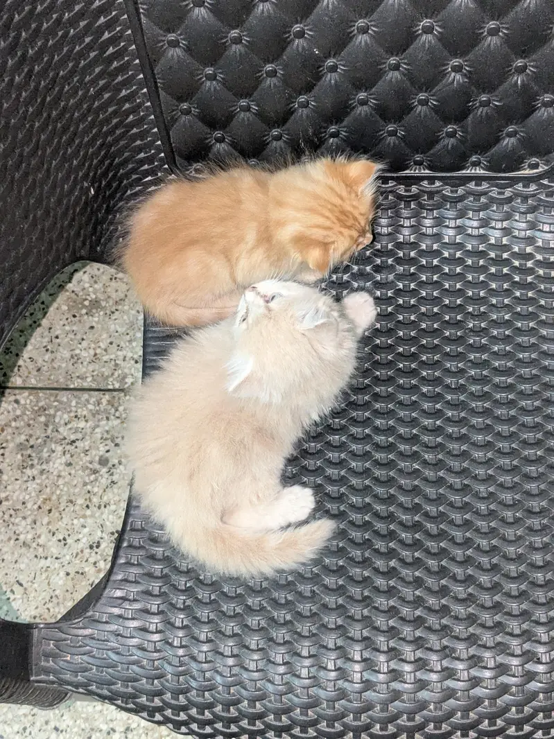 home Persian cats — photo 6