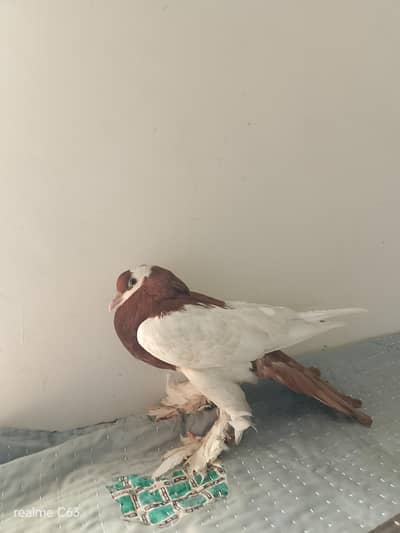 this magpai pigeon for sale she has female