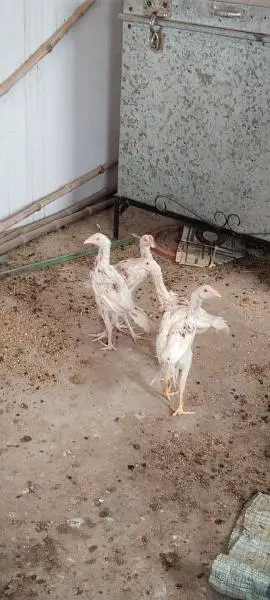 اصیل چوزے ہیرا  مرغا اور کالی مشکی مادی — photo 3