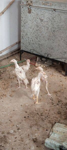 اصیل چوزے ہیرا  مرغا اور کالی مشکی مادی 3