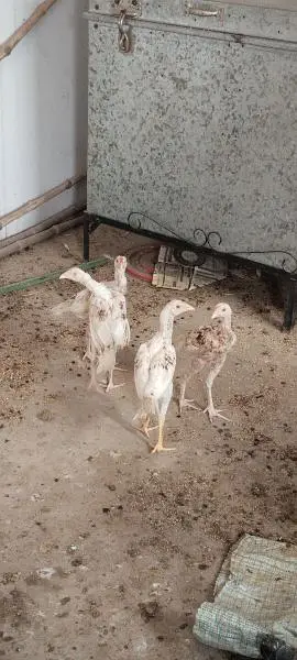 اصیل چوزے ہیرا  مرغا اور کالی مشکی مادی — photo 5