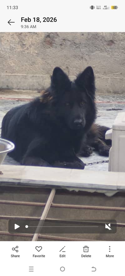 fully long coate Black shepherd only for stud not for sale.